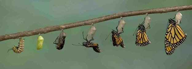 The Other Kafka's Metamorphosis