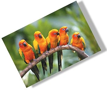 bird1.jpg