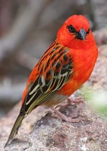 bird