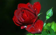 Jemiris S