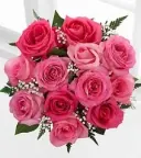 Carnation Flowers