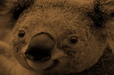 MonochromEffect.jpg