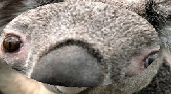 SmoothMagnify.jpg