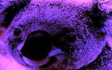 ToneMappingEffect.jpg