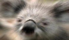 ZoomBlurEffect.jpg
