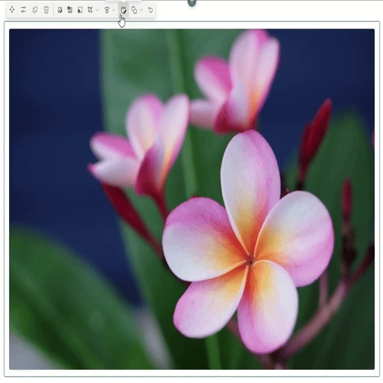 Image Display Options