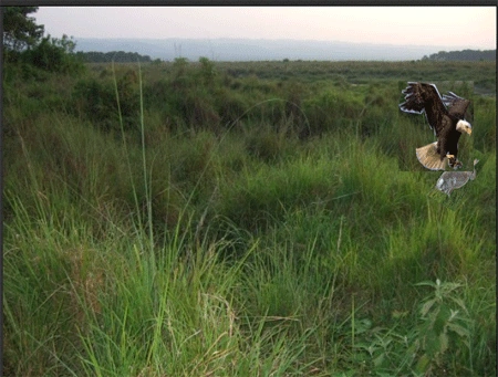 eagle-took-away.gif