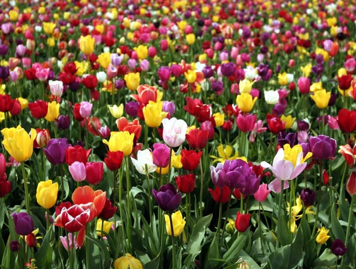 garden.jpg
