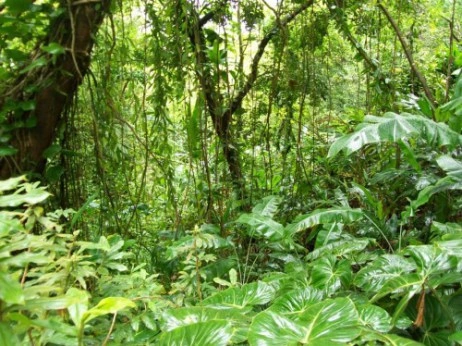 jungle