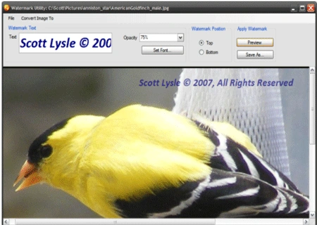 Image1.gif